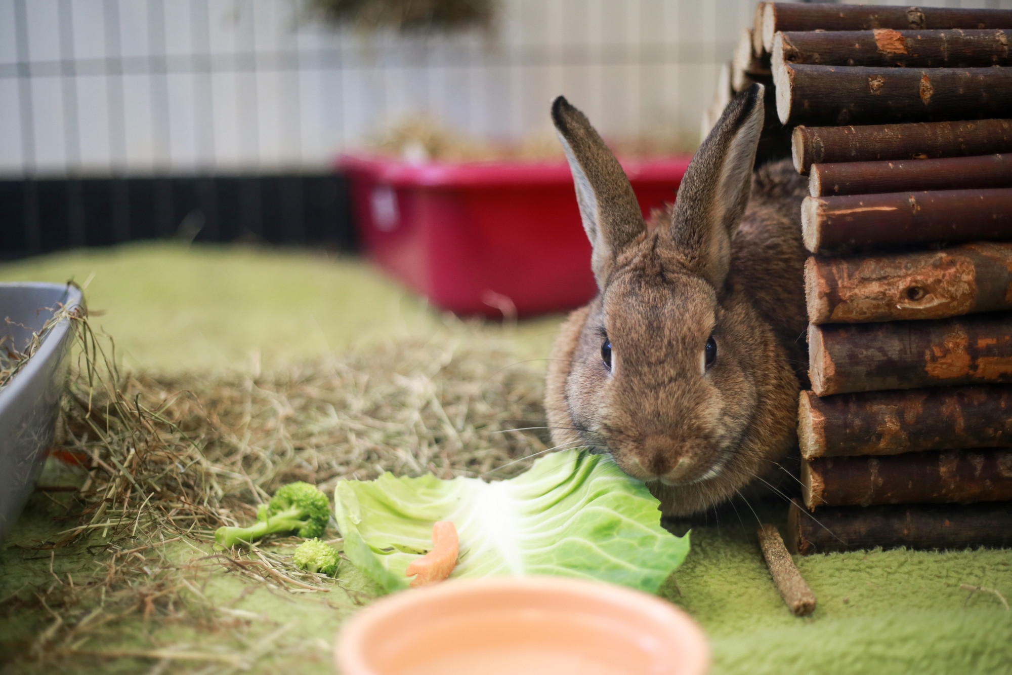 Jan, the brown rabbit eating some cabbage