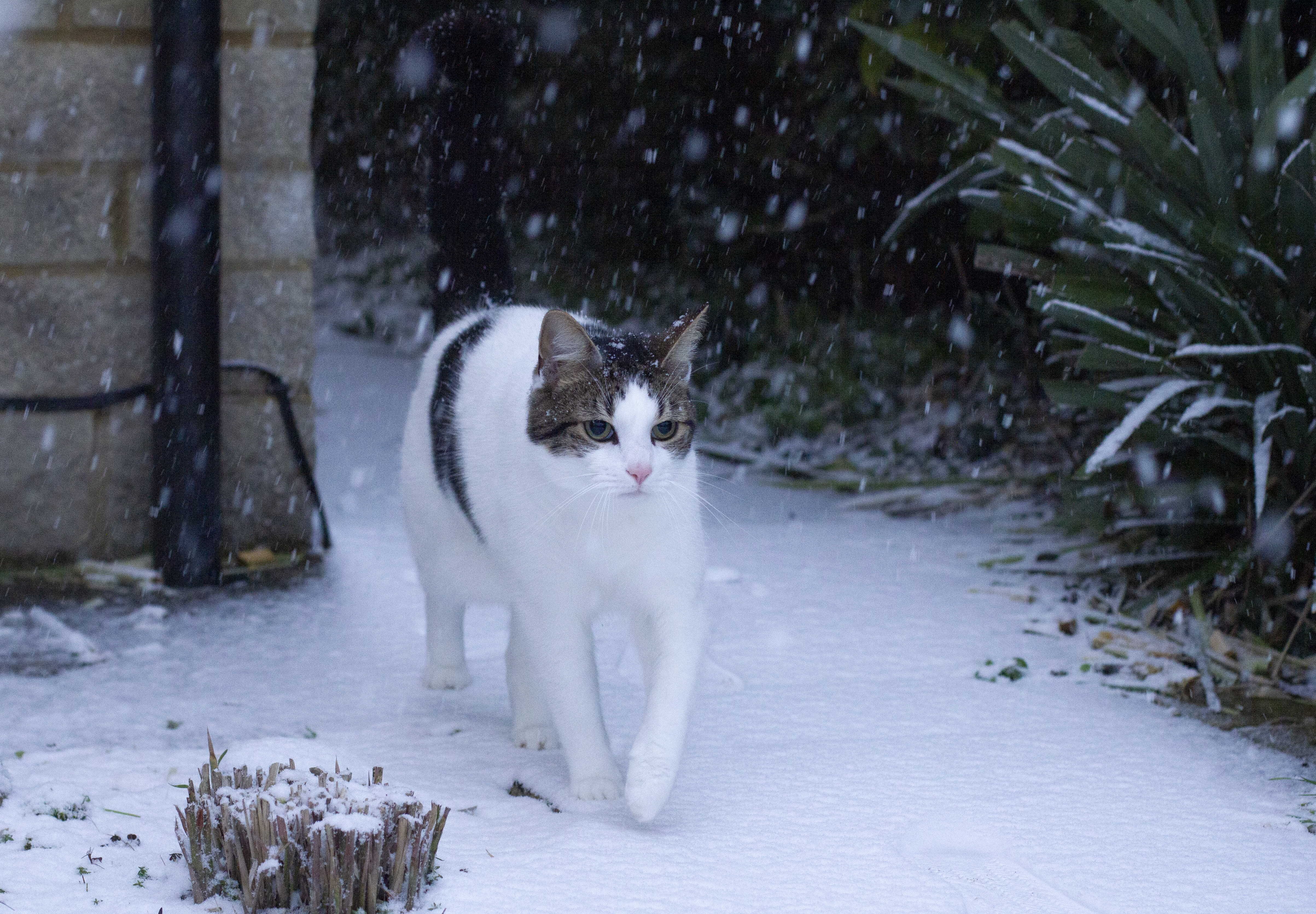 White cat with brown patches walking in snow