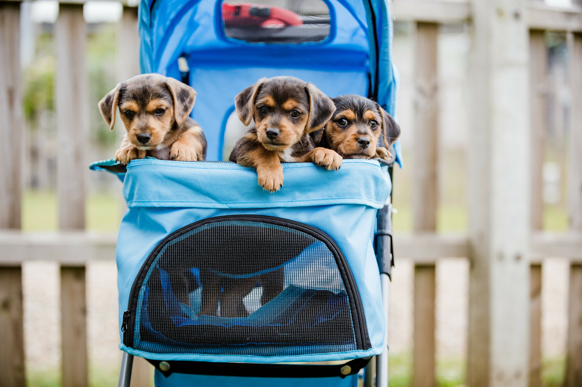 Bernard and his siblings in the centre's puppy pushchair