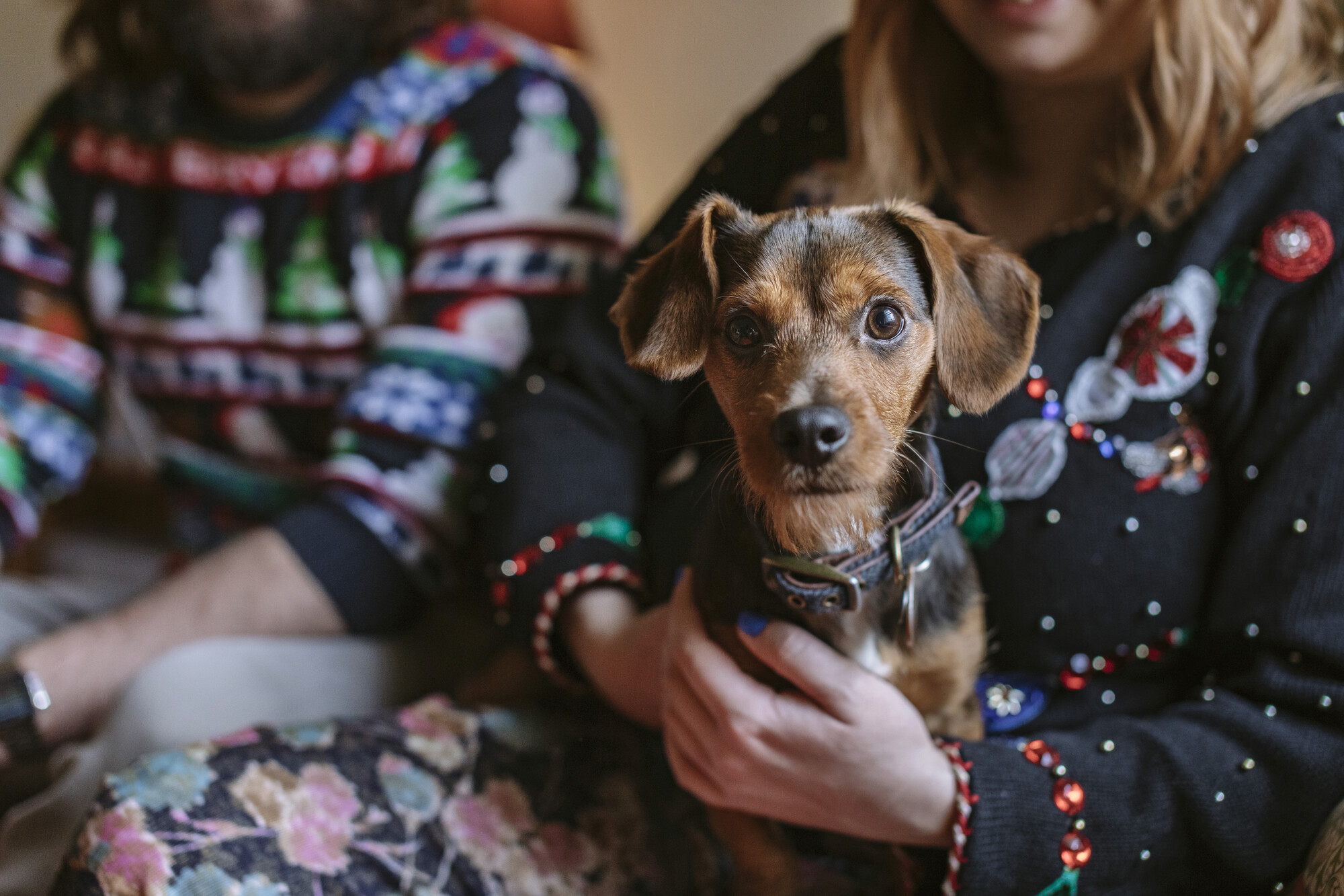 Bernard sitting with his owners, who are wearing Christmas jumpers