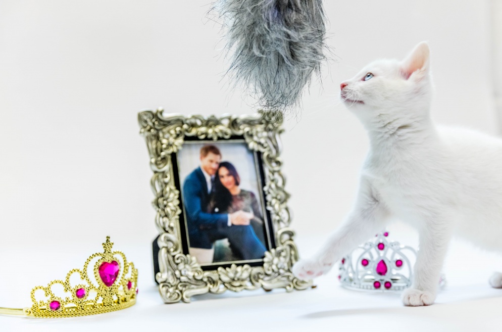 Framed photo of Harry and Meghan with white cat in front