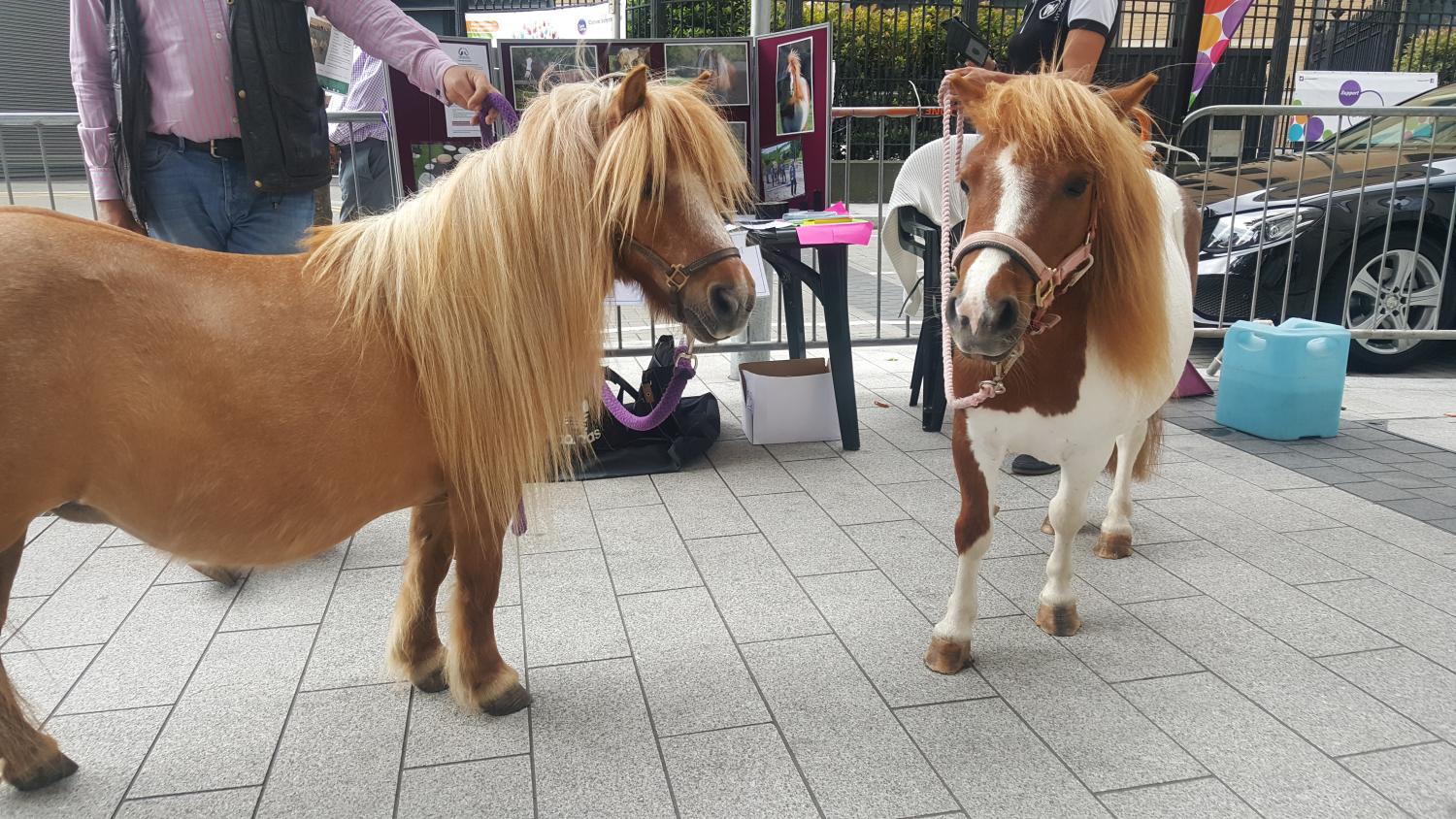 two ponies stand on a pavement in a town centre