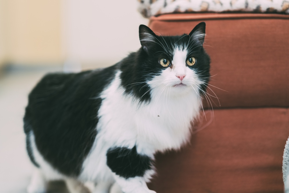 Romeo is a shy cat looking for a home in Devon