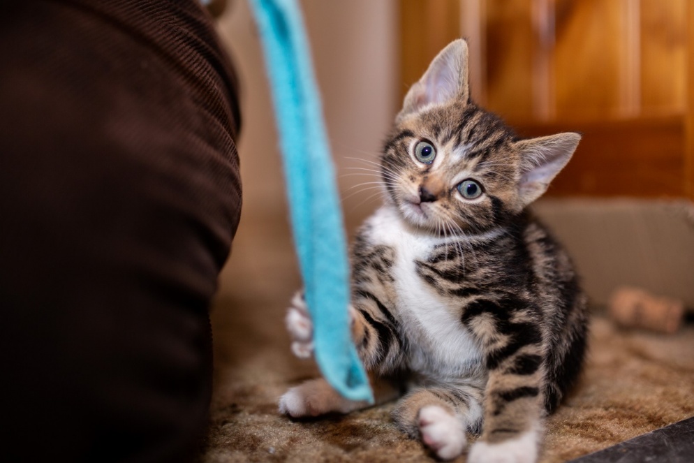 Kitten playing with a green cat toy