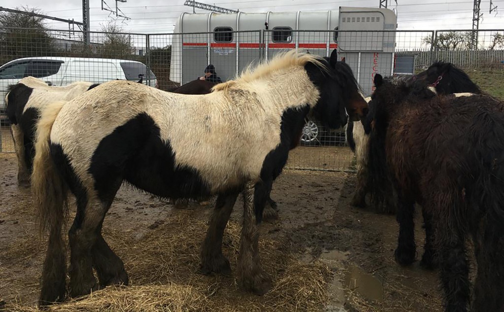 Group of very muddy bay and skewbald horses