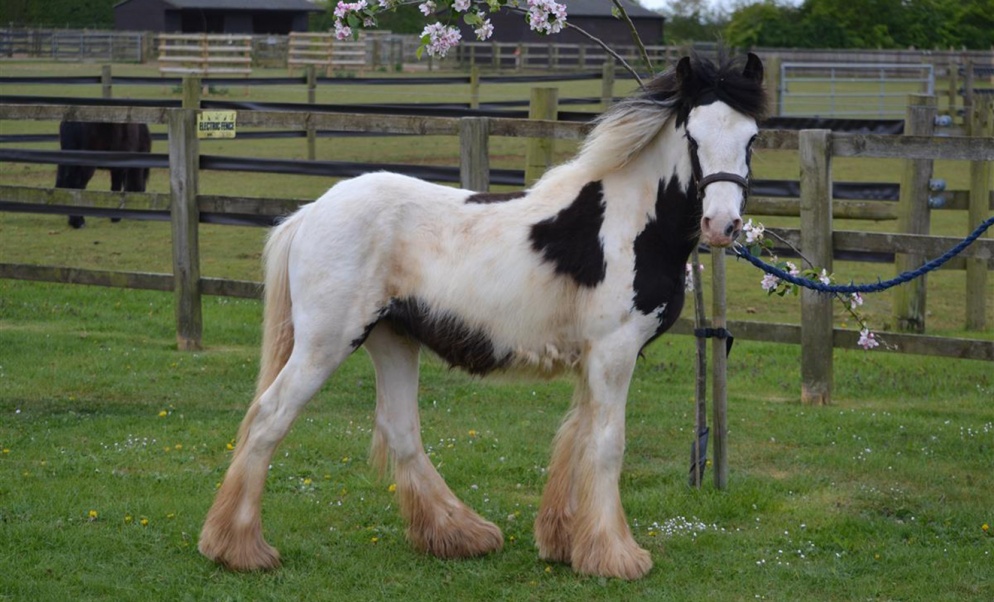 A white and black horse standing in a field looking at the camera