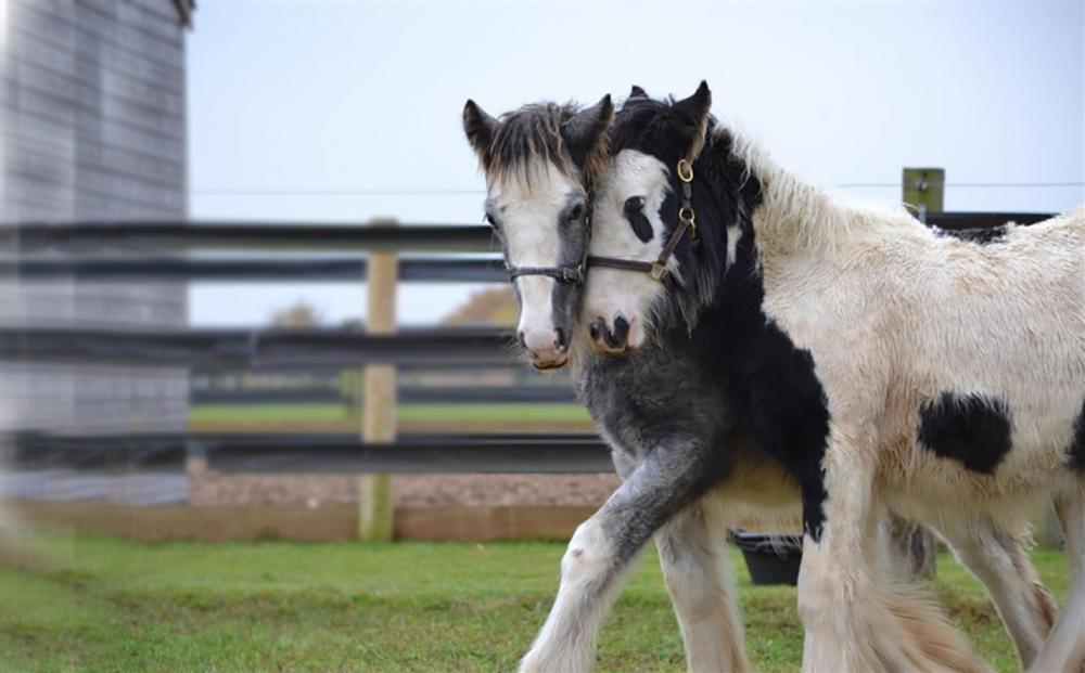 Two affectionate horses in a field