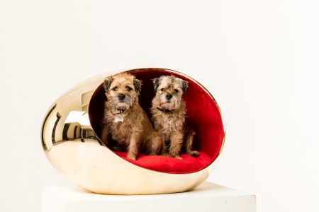 two dogs