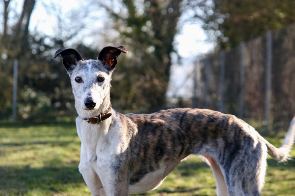 White, grey and tan lurcher in park