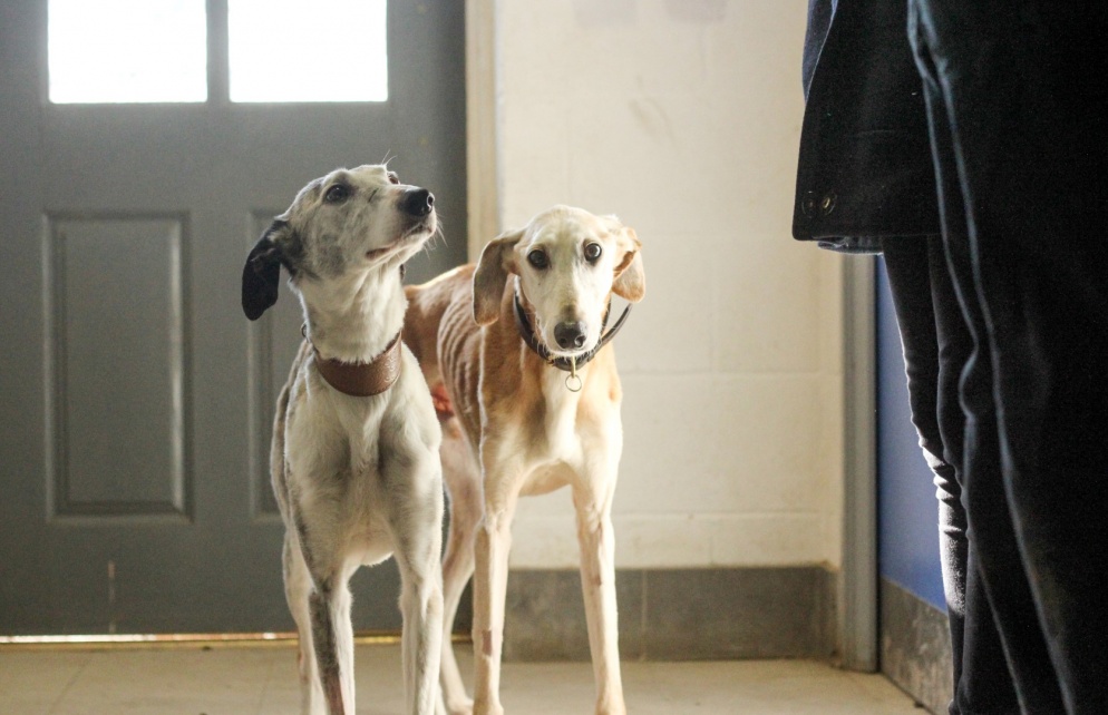 Two lurchers, one looking to camera and the other looking up