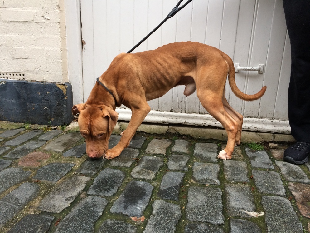 a dog with ribs visible because of hunger