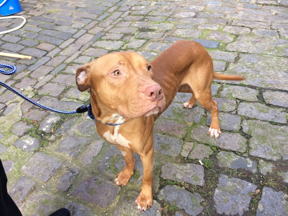 a dog looking past the camera