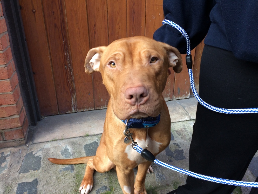 a dog looking straight at the camera