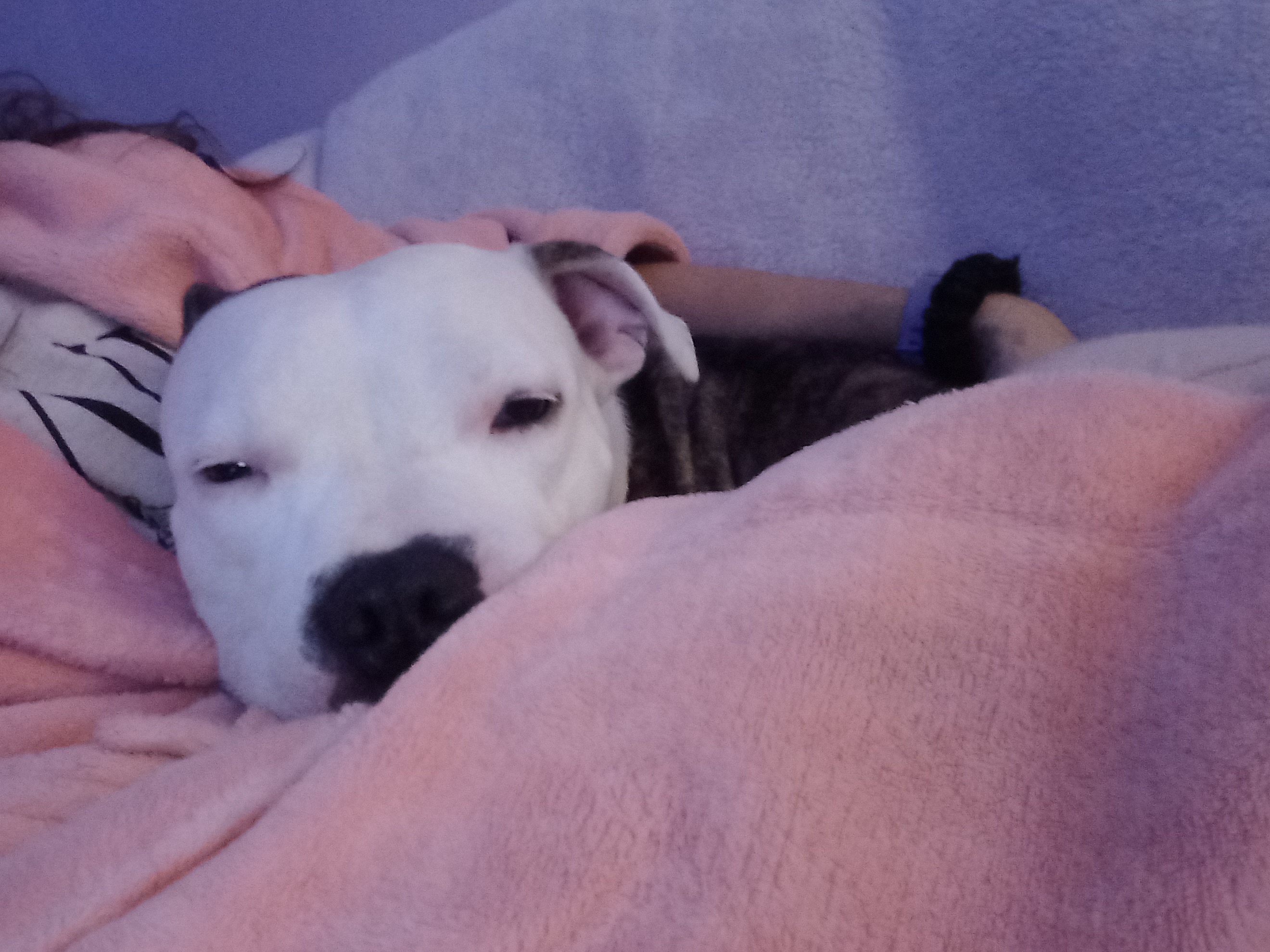 Dog snuggled up in a pink blanket with a woman's arm over her