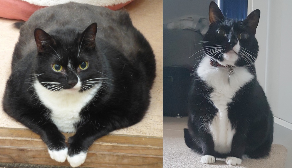 On the left is a photo of a black and white cat that is overweight and on the right a photo of the same cat but with weight loss