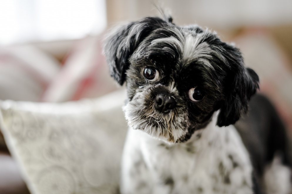a tidy looking dog