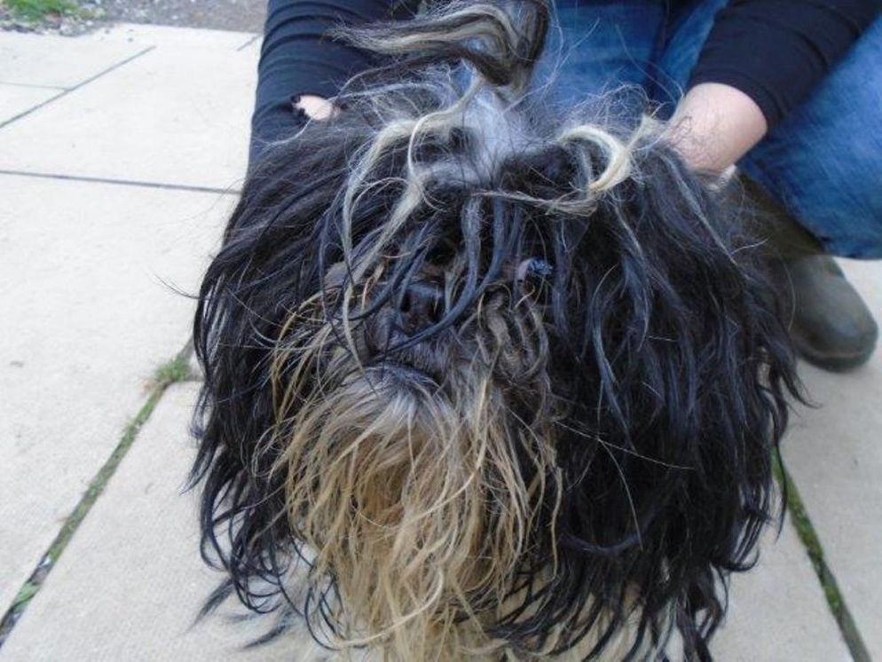an untidy looking dog