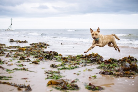 Tigger jumping