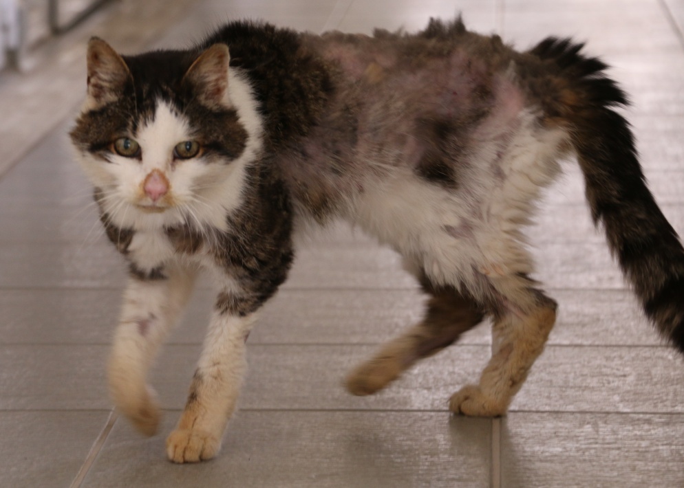 Arthur has had his matts removed and his fur is growing back, slowly but surely. We hope his current appearance doesn't put off future owners.