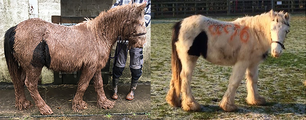 Boggy when he was rescued covered in mud (left), and now, happy in his field.