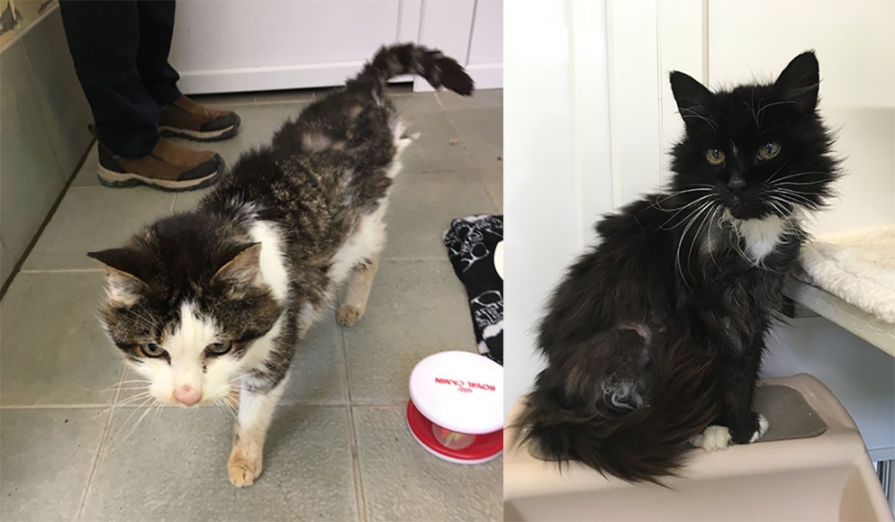 Arthur and Enid were in a very poor state when they arrived in Blue Cross care 
