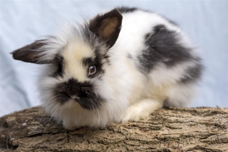 Chester is looking for a home with a female rabbit