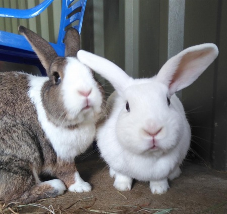 Mother and daughter, Madison (white) and Chloe (brown and white), need a big home together