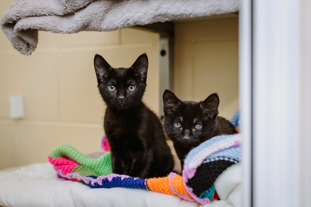 Dot and Specks are safe now, and we will do everything we can to find them a loving home together