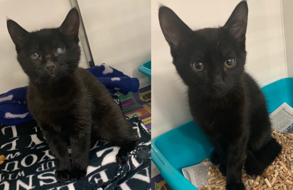 Specks (left) and Dot on arrival at our Victoria animal hospital. They were scared at first, but soon started enjoying attention from our veterinary team.