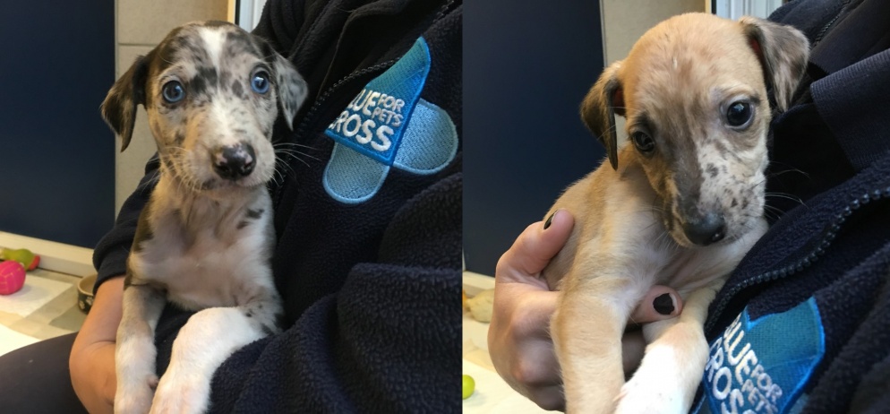 Oliver (left) and his brother Twist (right) are on the mend and in need of homes.