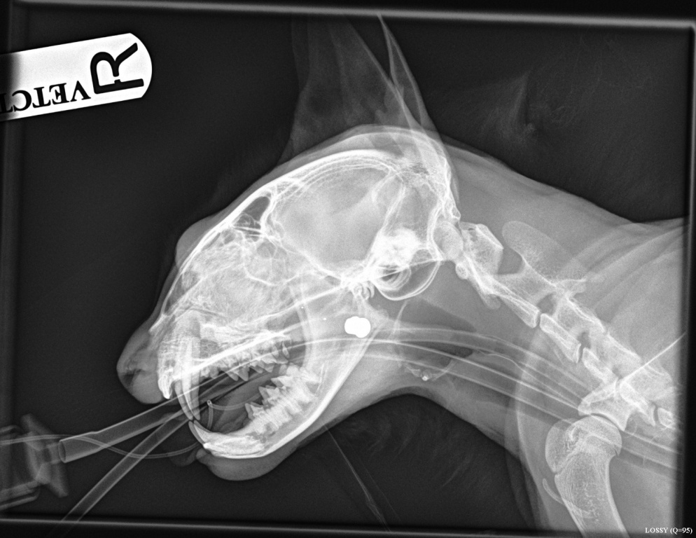 xray of a cat's skull