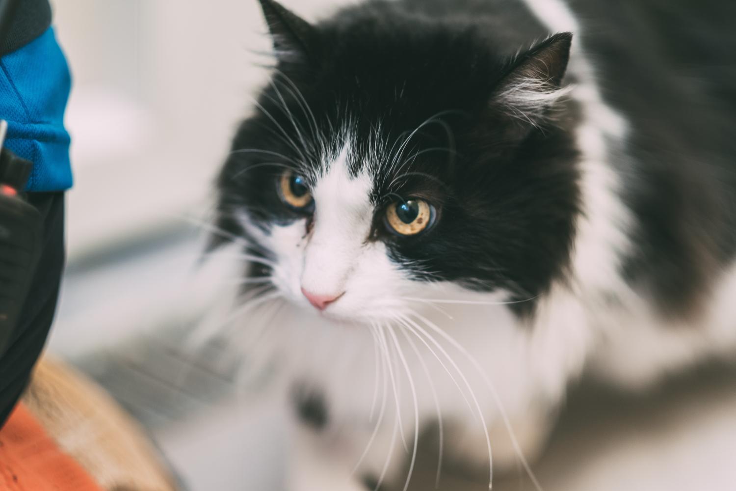 Romeo the cat