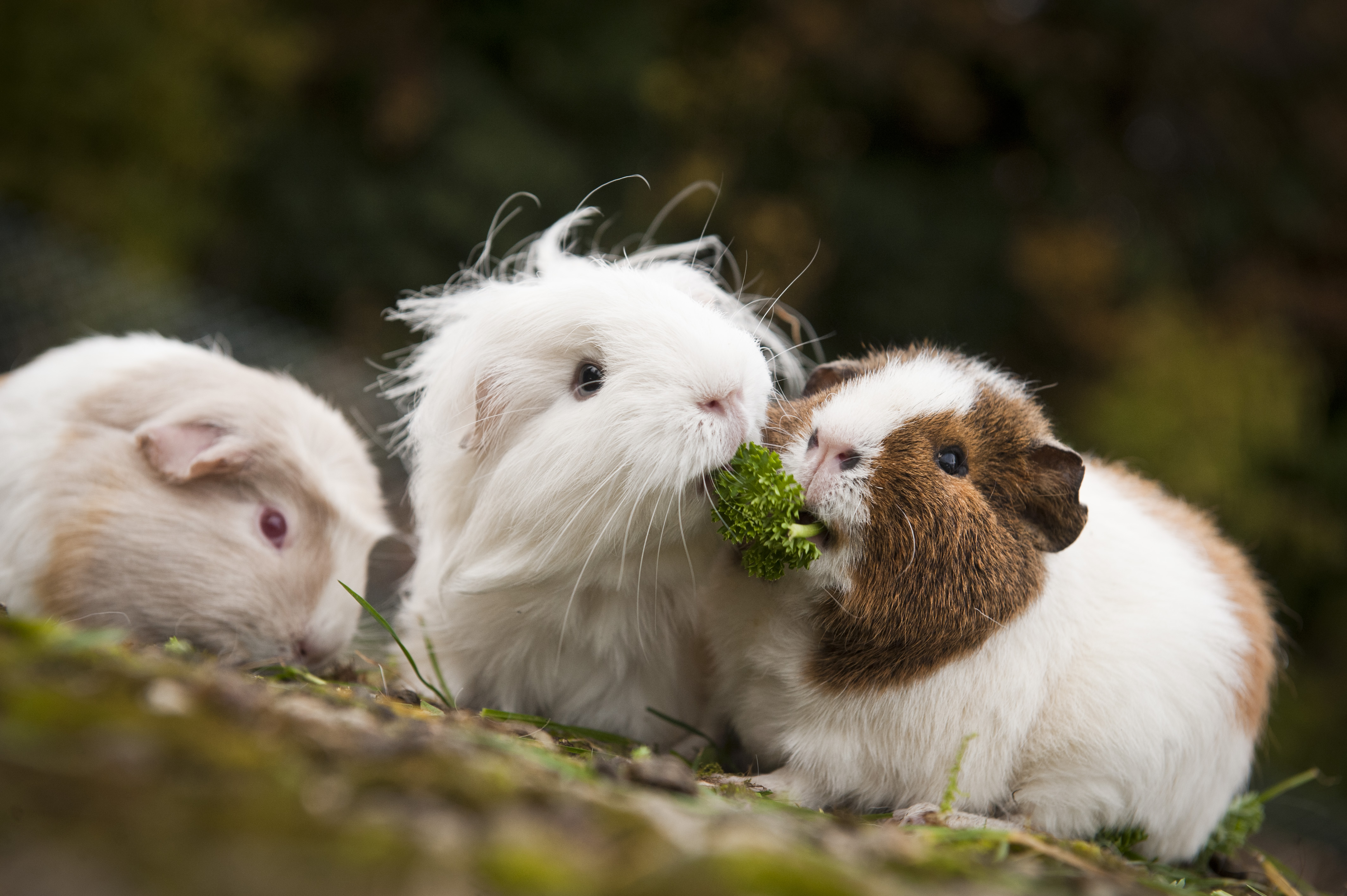 Three guinea pigs eating food together