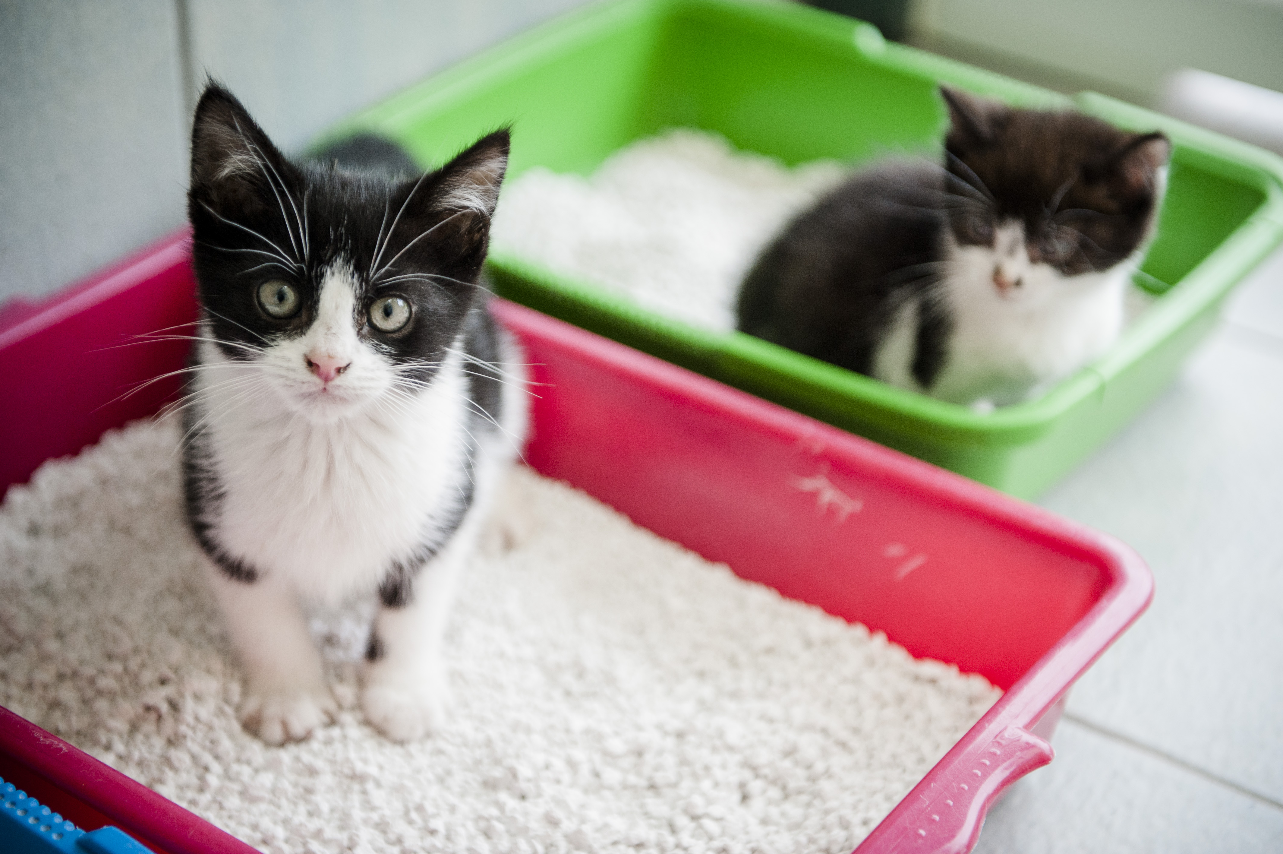 Two black and white kittens in two litter trays