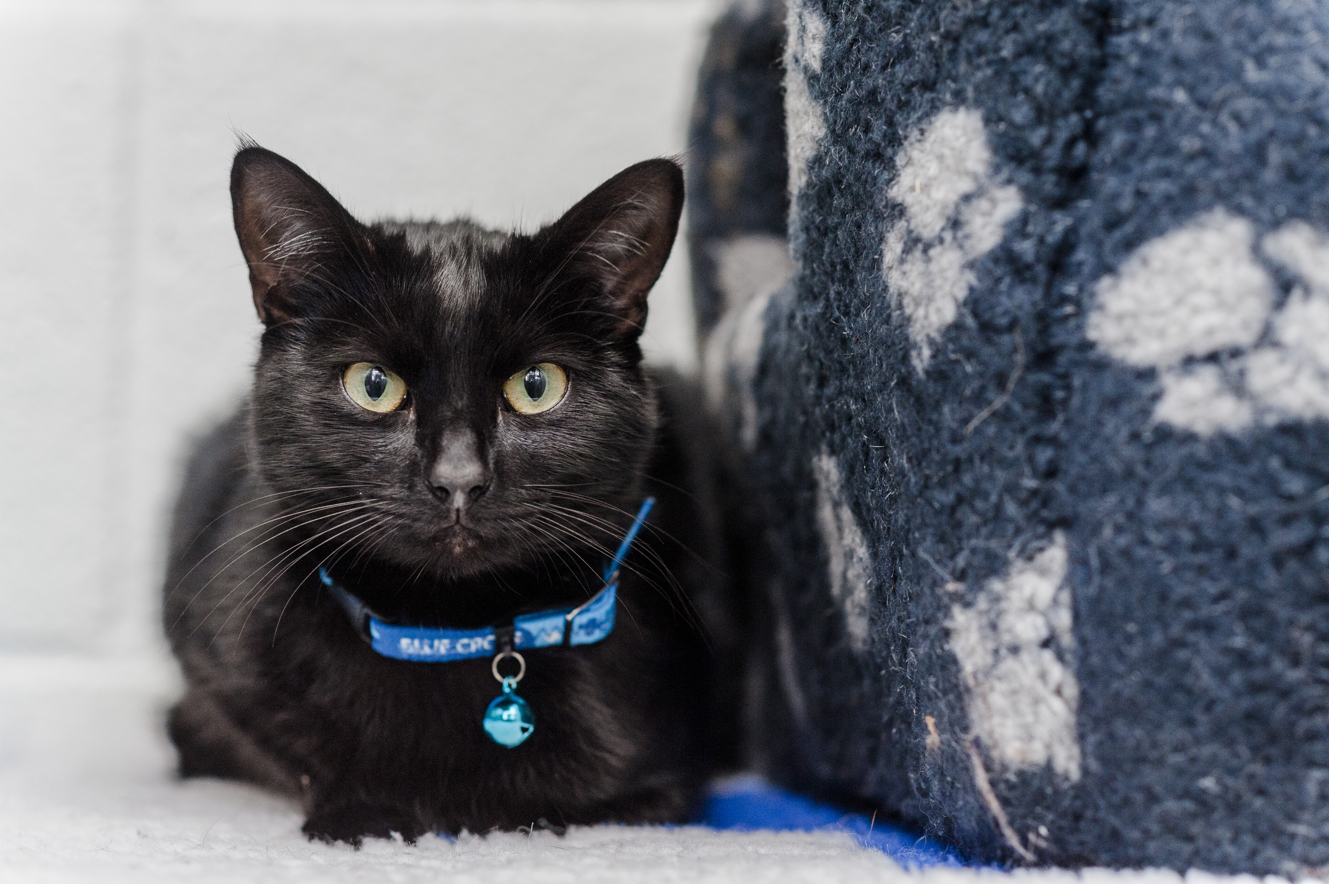 Black cat lying down, looking into camera wearing a Blue Cross quick release collar