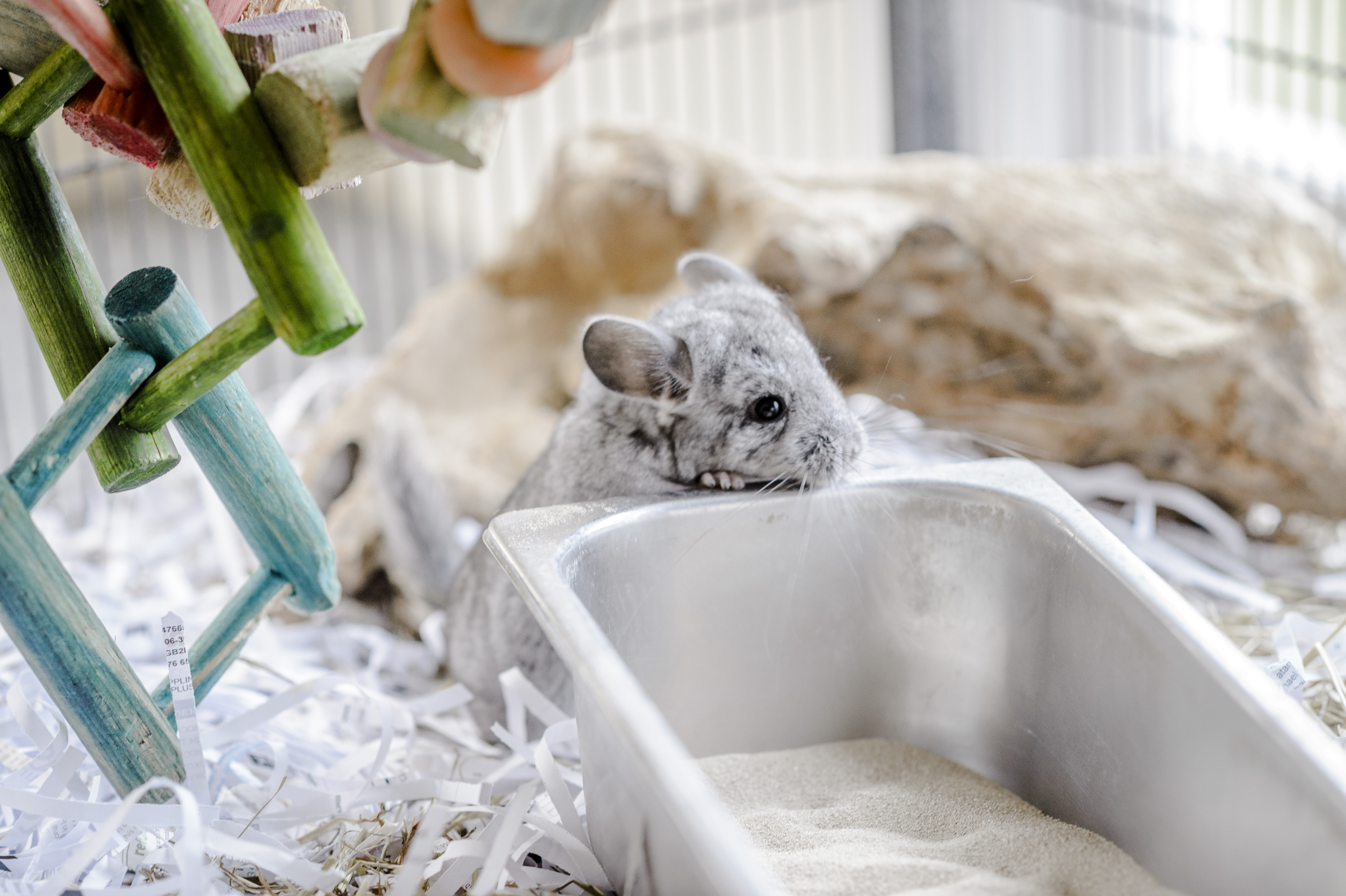 Light grey baby chinchilla about to jump in a dust bath