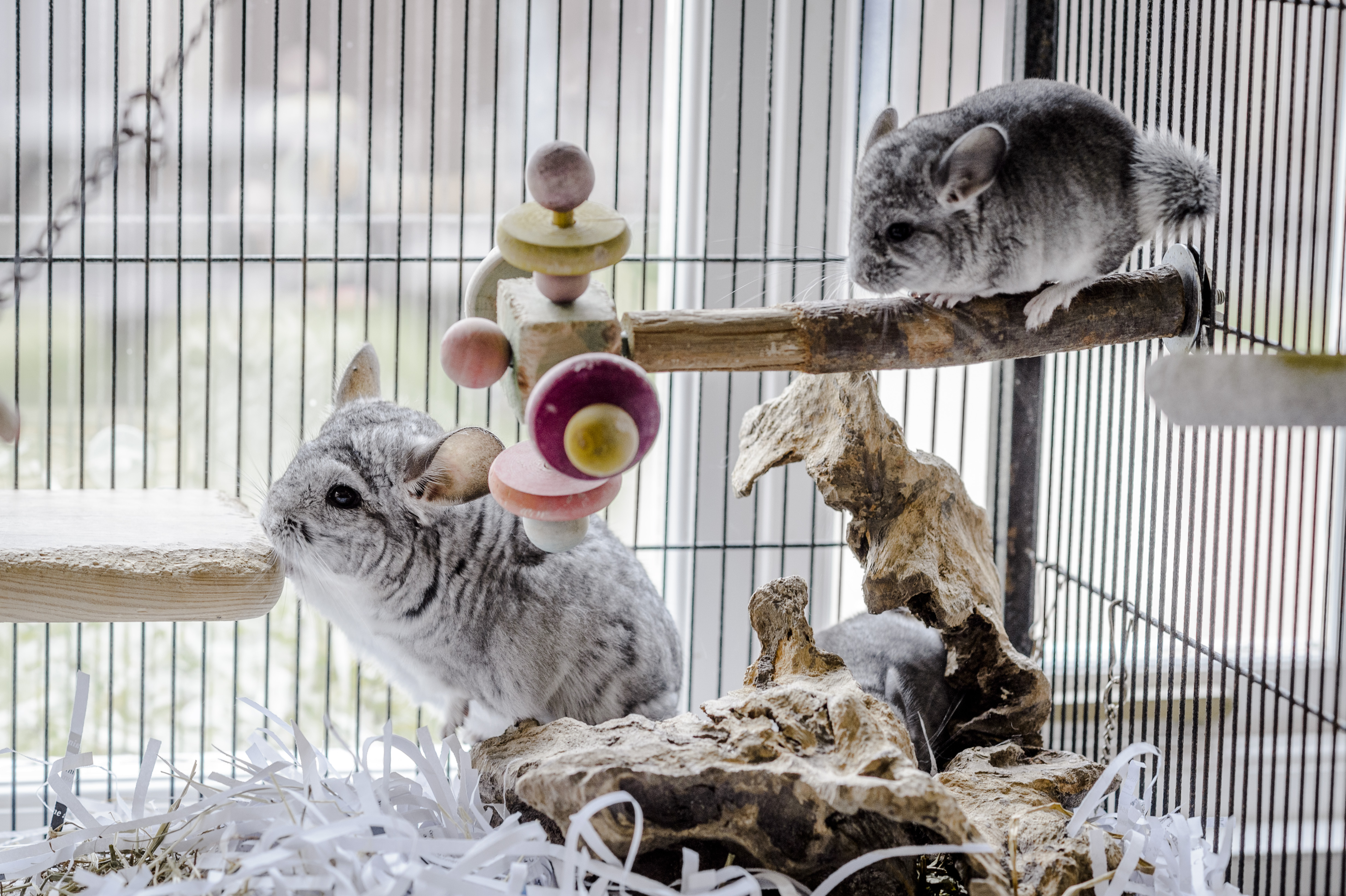 Two grey chinchillas in their cage with lots of space