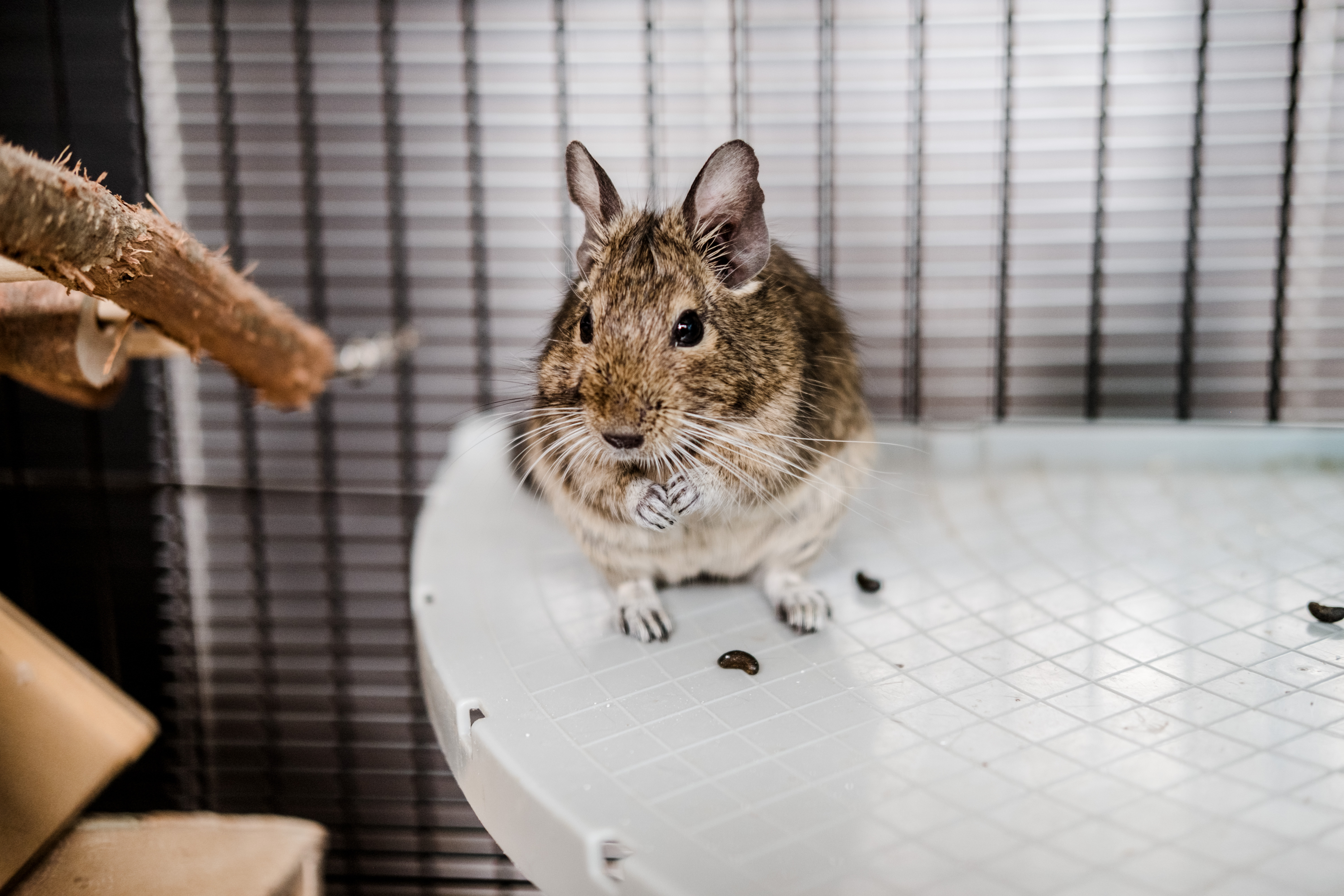 A degu perched on a shelf