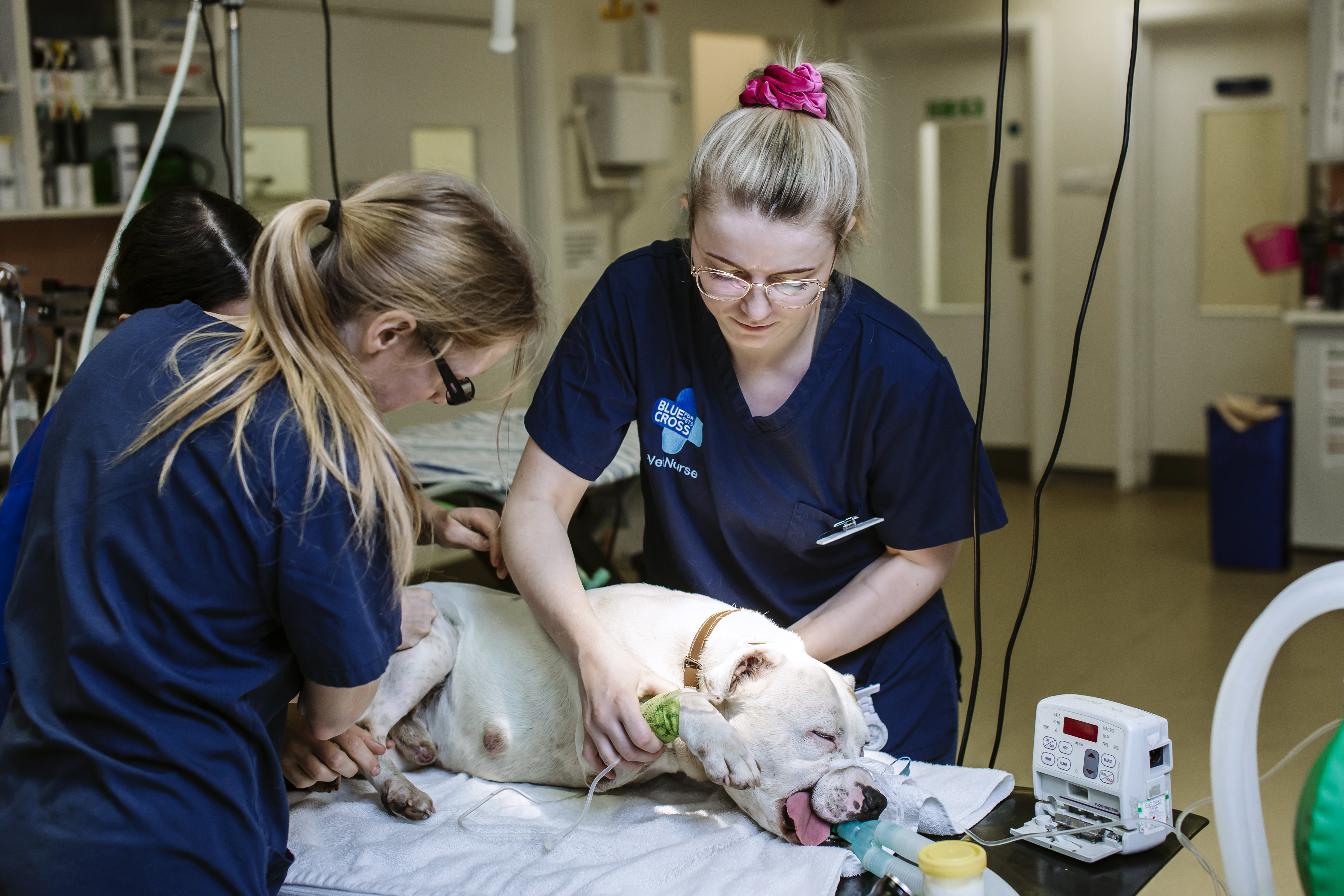 Vets working on a Staffordshire bull terrier on an operating table