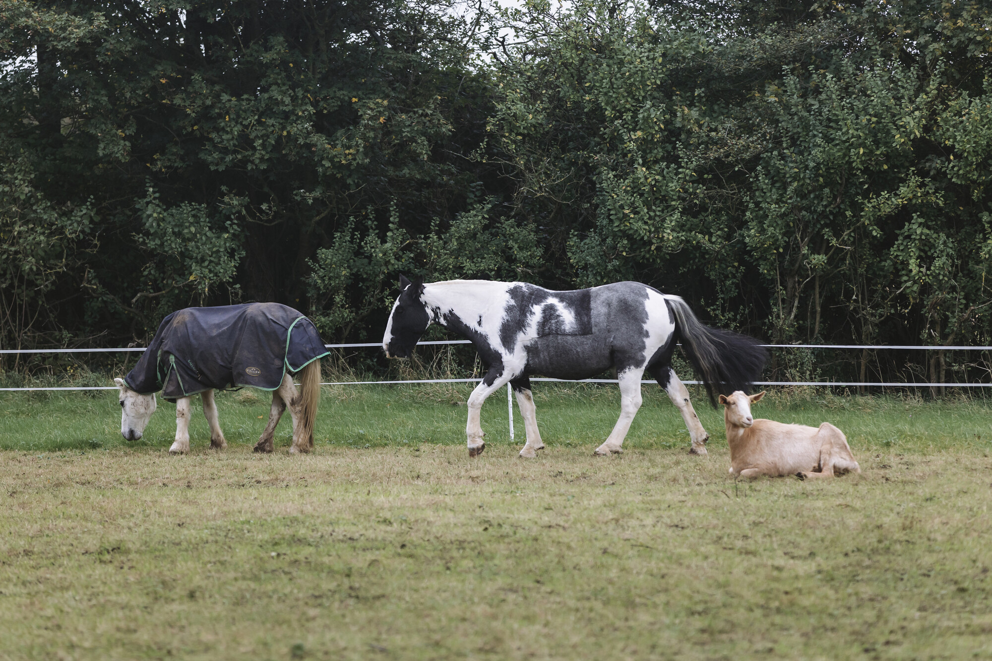 White pony in a rug, black and white horse and a goat in a field