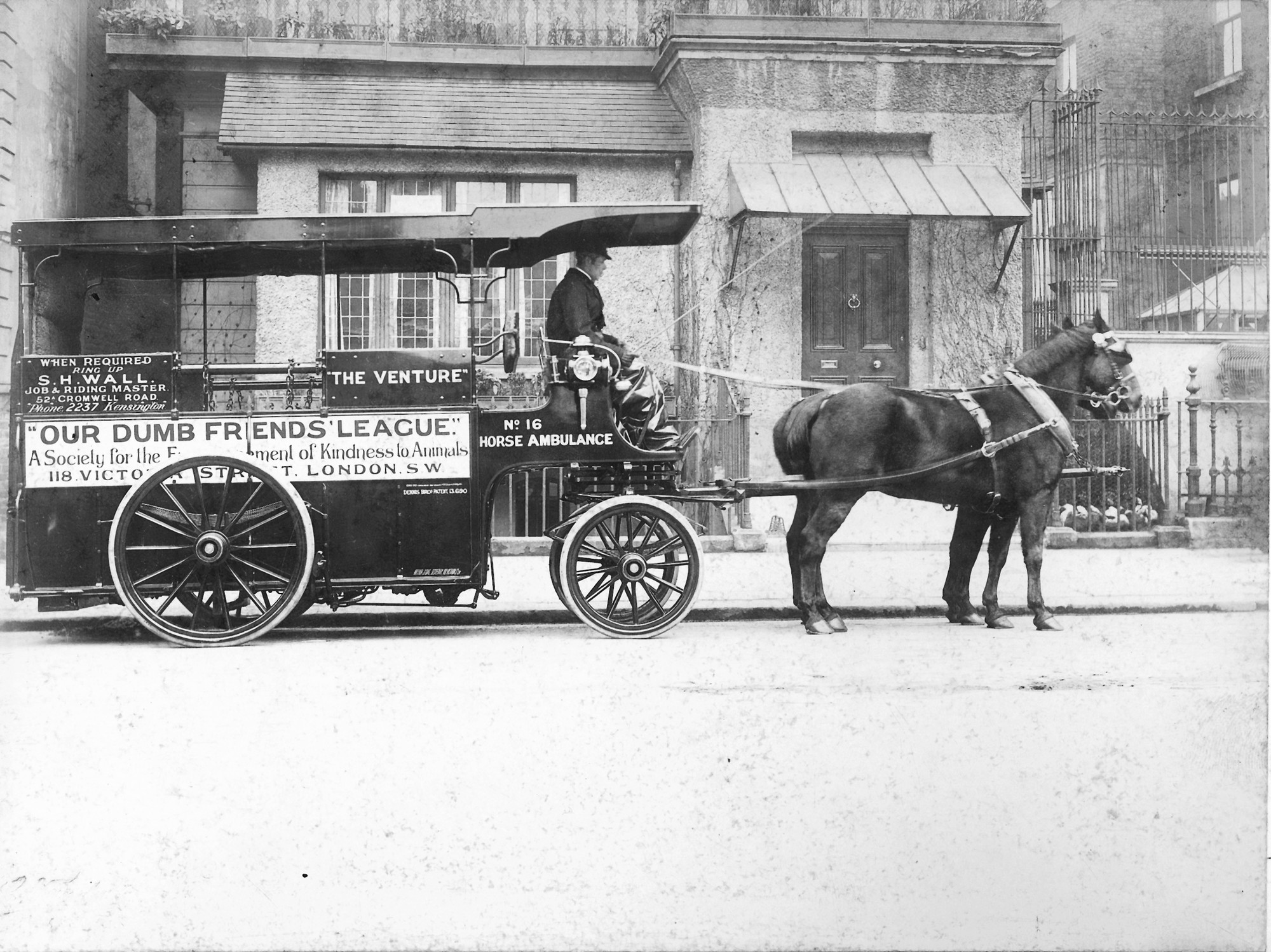 Black and white picture of two horses pulling a large horse ambulance