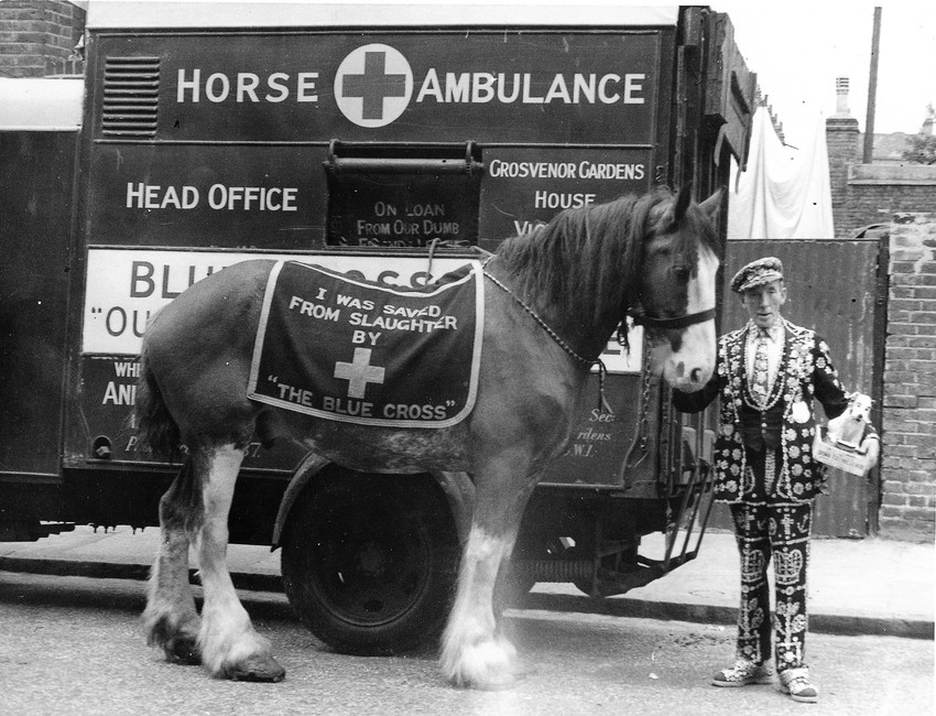 Black and white image of a horse standing in front of a motorised horse ambulance