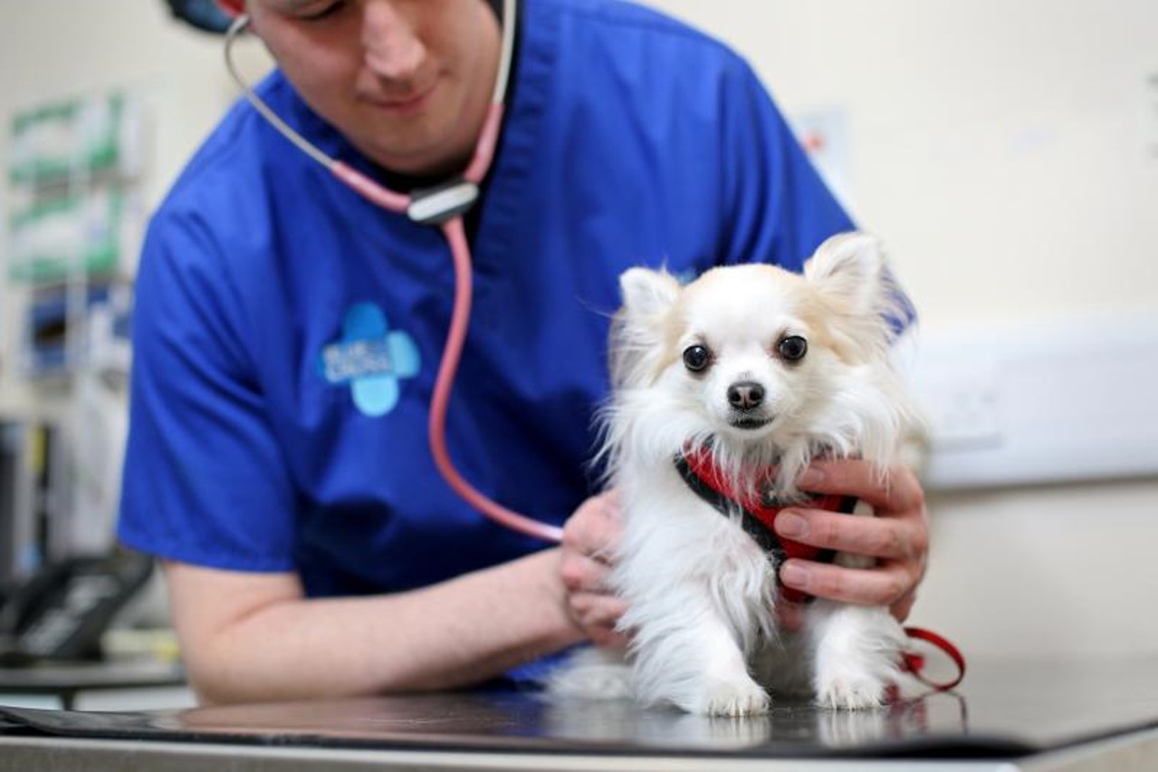 Vet examining small dog