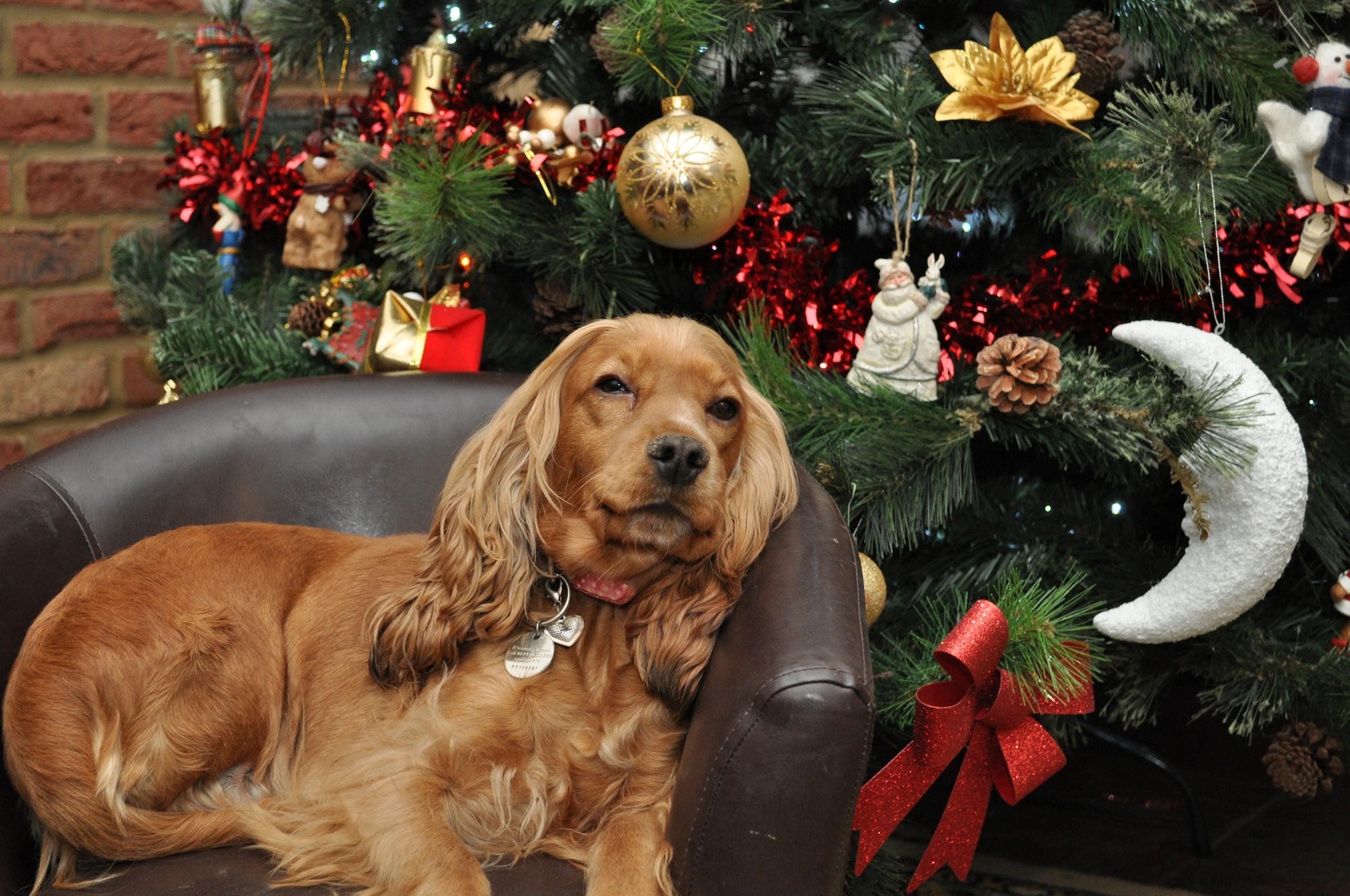 Dog in bed next to Christmas tree