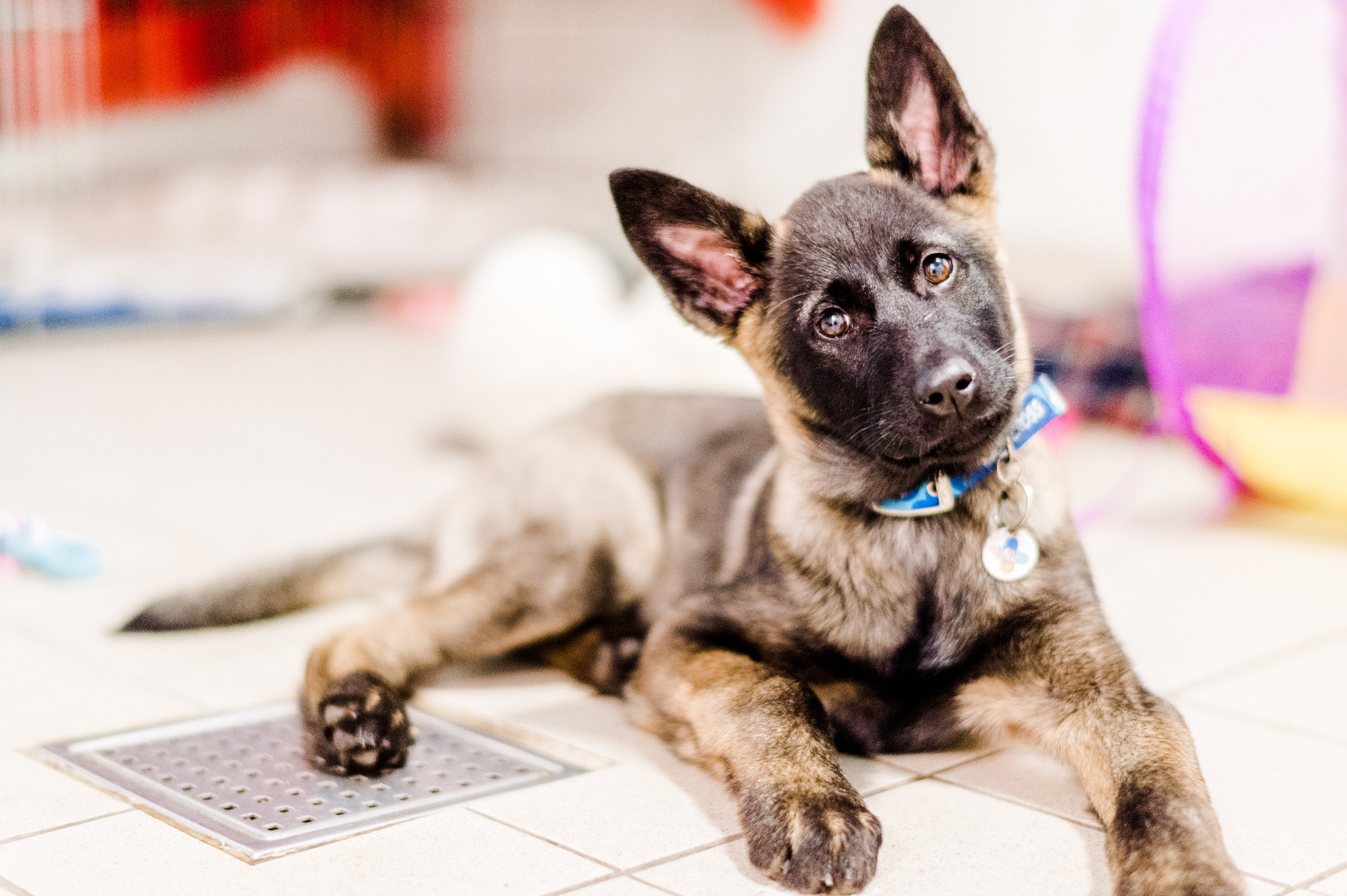 Suzie, the Belgian shepherd puppy, looks at the camera with her head tilted