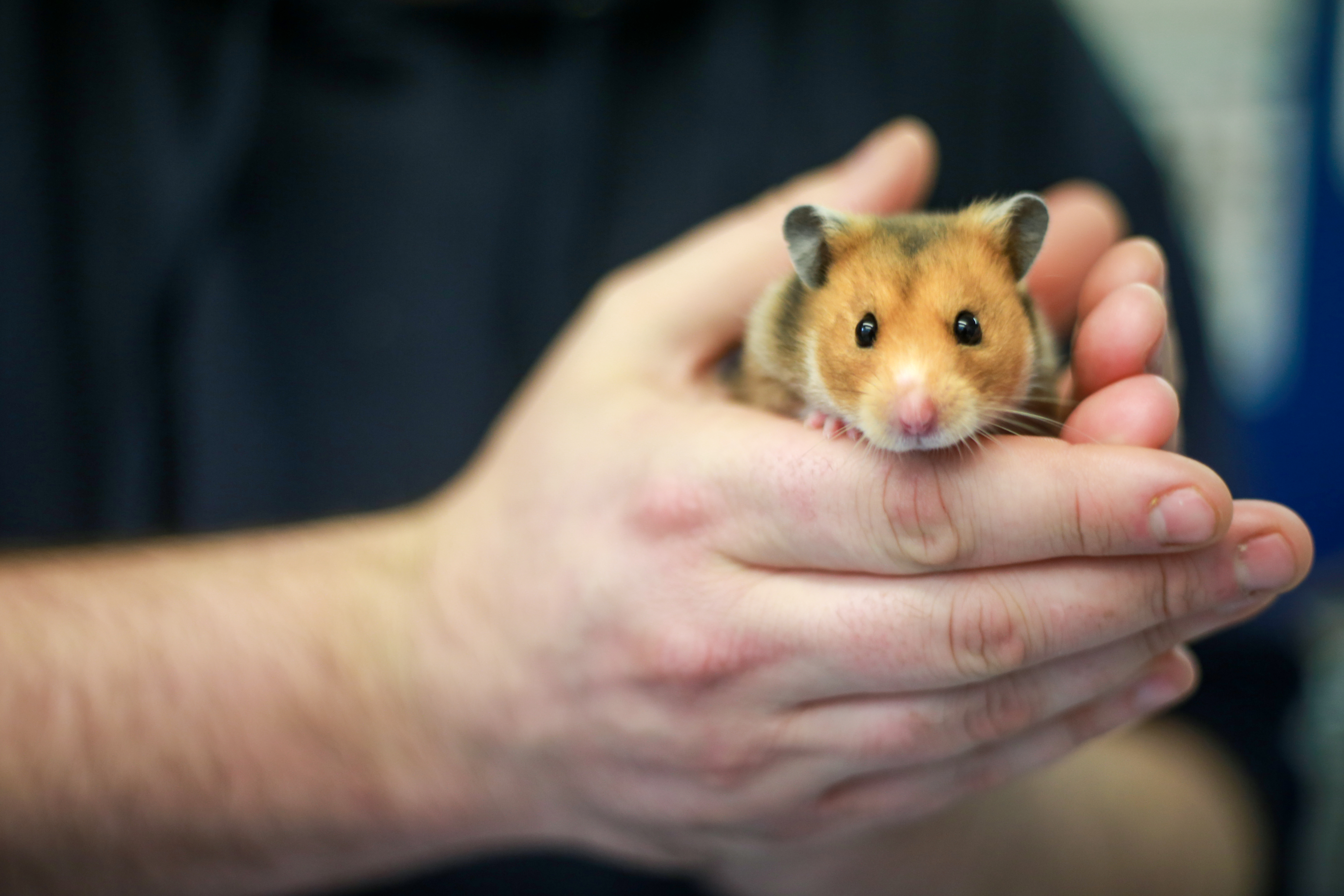 Syrian hamster being held in someone's hands