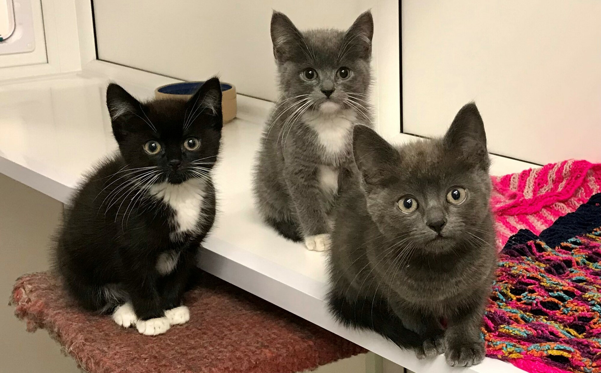 Black kitten with a white chest, called Anya, with brother Otis who is grey with a white chest and Theodore who is all grey