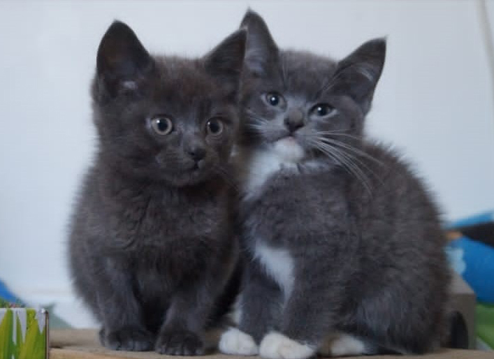 Kitten Theodore, all grey, cuddled up to sister Anya, who is grey with a white chest and feet