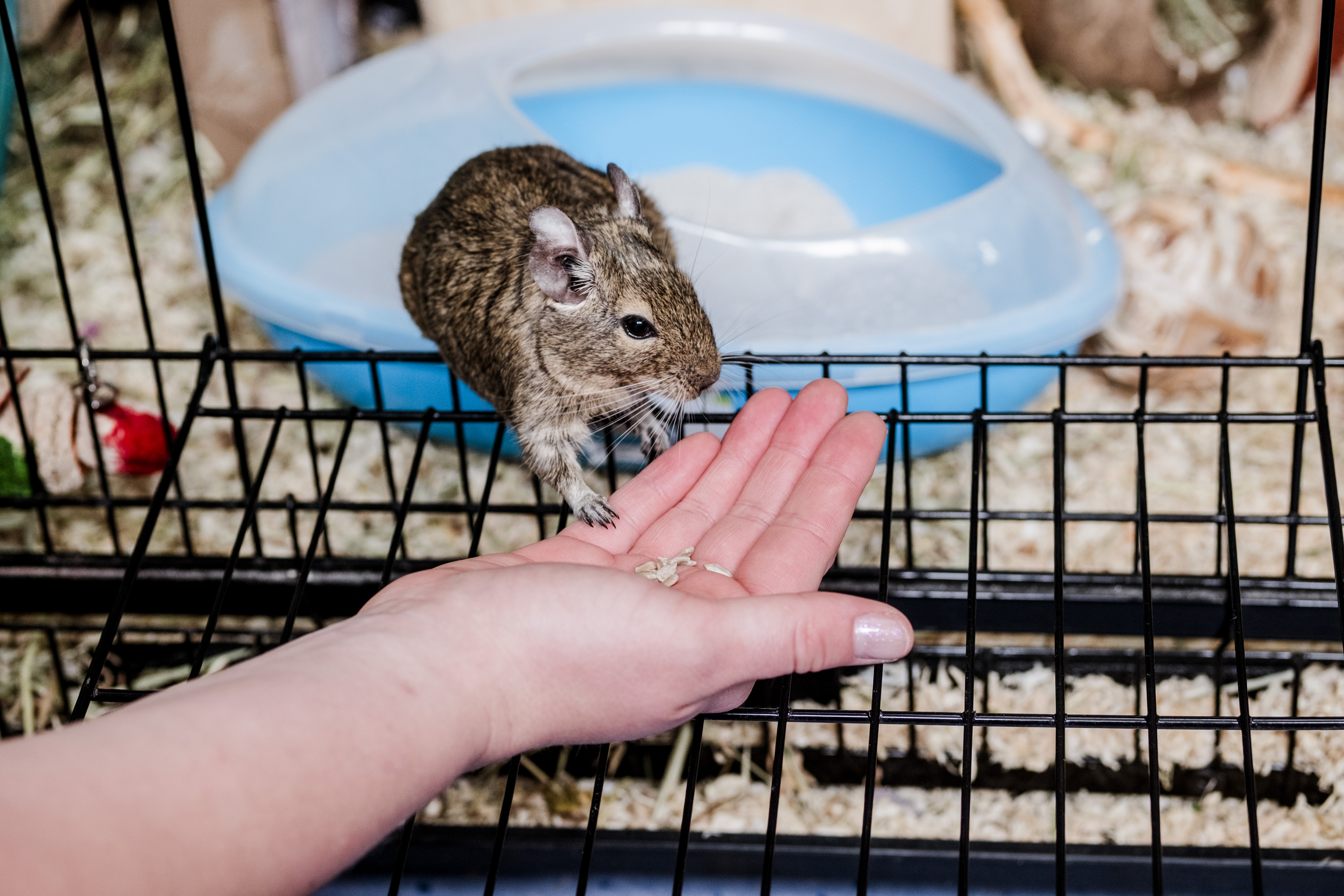 Degu coming out of its cage into a person's hand