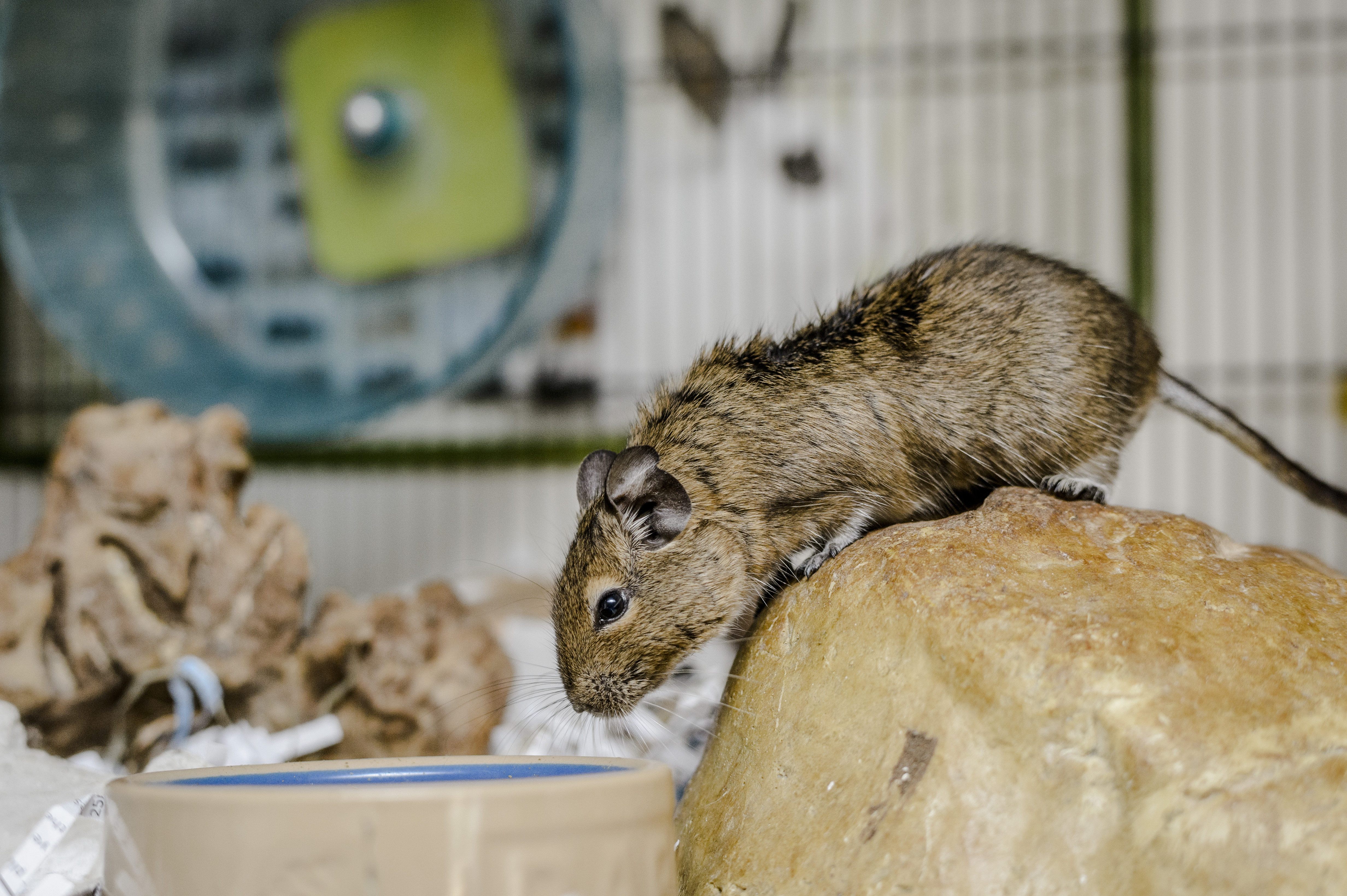 Degu on a rock looking over their food bowl